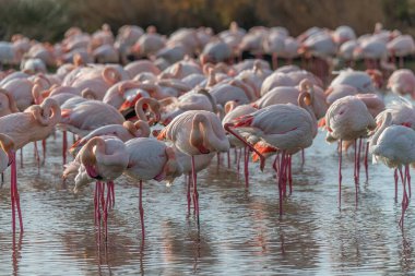Flamingos in the Carmague, France