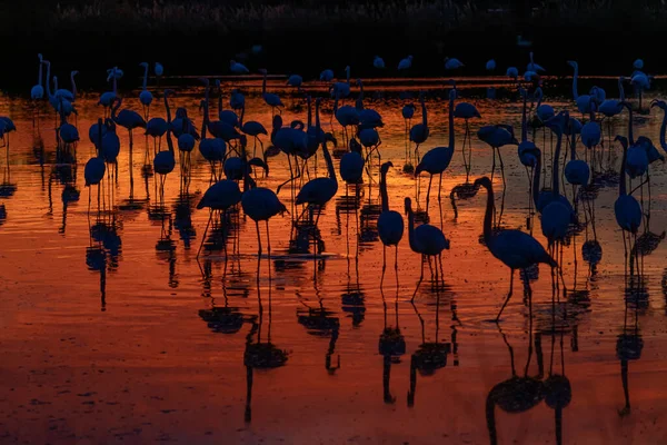 Flamingos Sunset Camargue France — Zdjęcie stockowe
