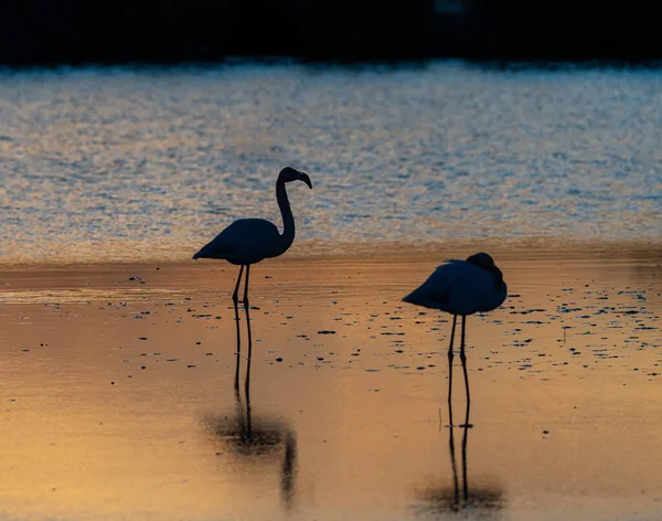 Flamingos Carmague France — Φωτογραφία Αρχείου