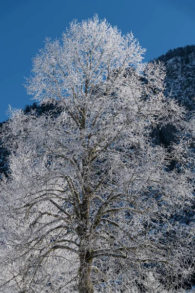 Hoarfrost Brunches Folhas Longo Almsee Almtal Salzkammergut — Fotografia de Stock