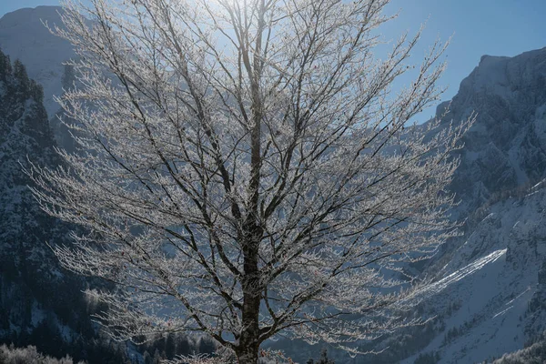 Drömlikt Vinterunderland Almtal Salzkammergut Frysta Träd Almsee Totes Gebirge Oberösterreich — Stockfoto