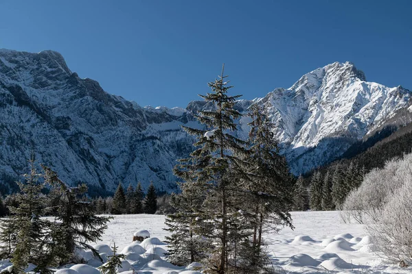 Maravilhas Inverno Almtal Salzkammergut Árvores Congeladas Almsee Totes Gebirge Alta — Fotografia de Stock