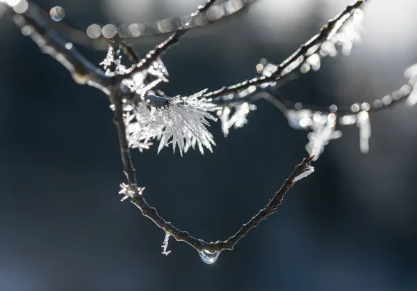 Hoarfrost Brunches Folhas Longo Almsee Almtal Salzkammergut — Fotografia de Stock