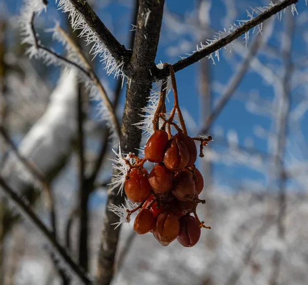 Hoarfrost Brunches Folhas Longo Almsee Almtal Salzkammergut — Fotografia de Stock