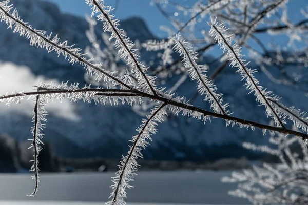 Hoarfrost Brunches Folhas Longo Almsee Almtal Salzkammergut — Fotografia de Stock