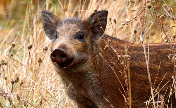 Wild Boar Piglet Smiling Photographer — Stock Photo, Image