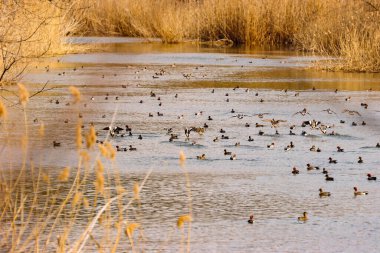 Mevsimsel göç sırasında ördekler. İlkbaharda Tolucheevka Nehri 'nde çekildi..