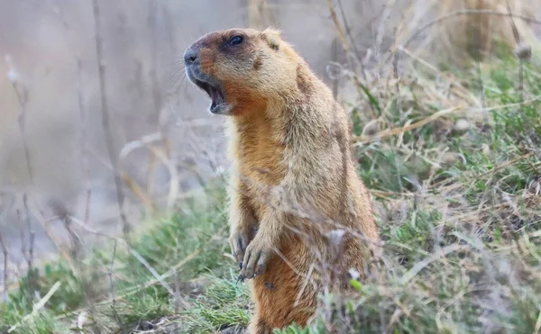 Steppe Marmot Bobak Pilnuje Swojej Dziury — Zdjęcie stockowe