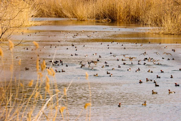 Kaczki Podczas Sezonowej Migracji Zajęty Rzece Tolucheevka Wiosną Zdjęcie Stockowe