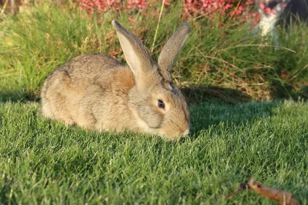 Lapin Gris Mange Herbe Sur Pelouse — Photo