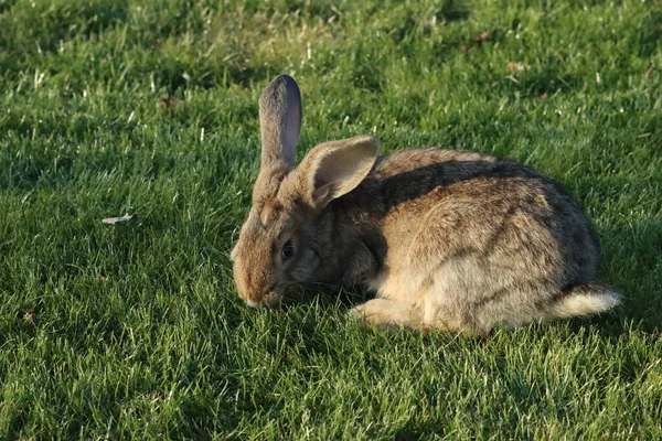 Little Rabbit Eats Grass Lawn — Stock Photo, Image