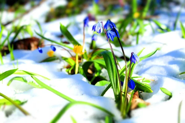 Πρώτα Ανοιξιάτικα Λουλούδια Ανθίζουν Στο Φόντο Του Λιωμένου Χιονιού — Φωτογραφία Αρχείου
