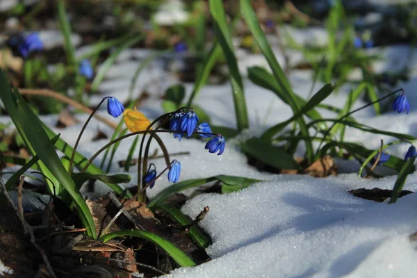Pierwsze Wiosenne Kwiaty Kwitną Tle Topniejącego Śniegu Obraz Stockowy