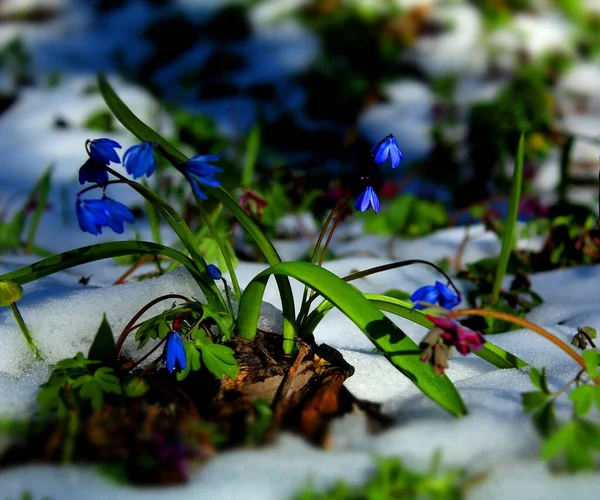 Pierwsze Wiosenne Kwiaty Kwitną Tle Topniejącego Śniegu Zdjęcia Stockowe bez tantiem