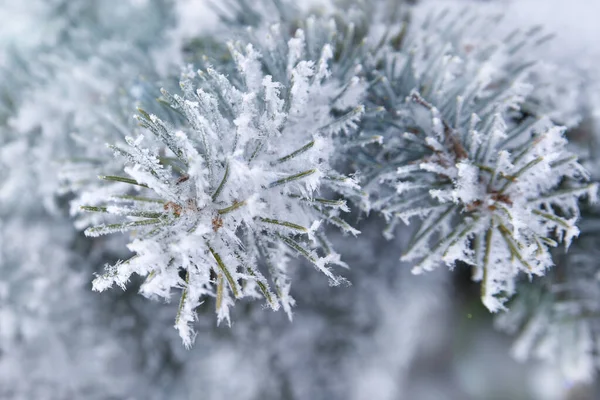 Spruce Branch Frost Close — Stock Photo, Image