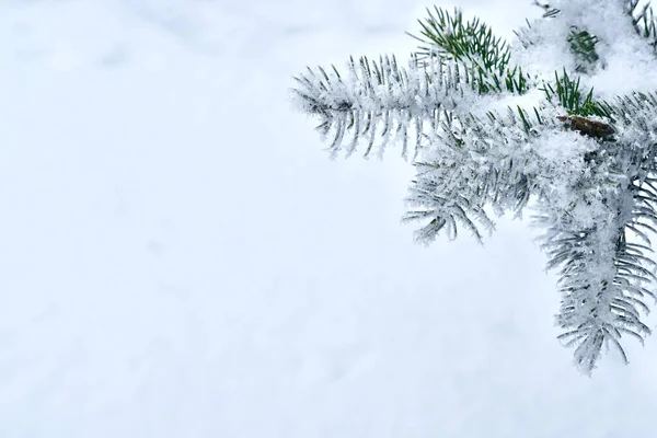 Spruce Branch Snow White Background Royalty Free Stock Images