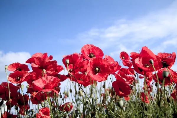 Coquelicots Photos De Stock Libres De Droits