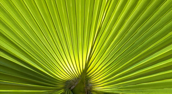 Palm lämnar — Stockfoto