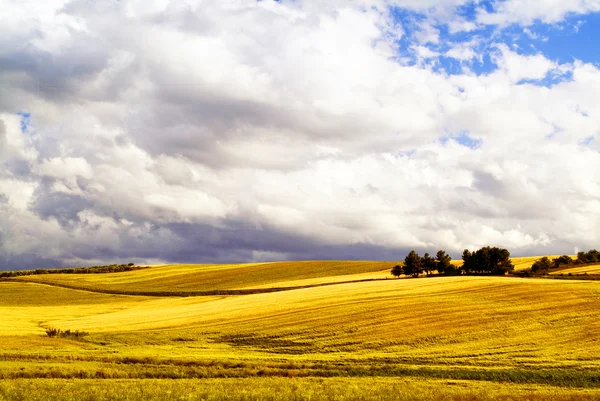 Campagne, Pouilles , Photos De Stock Libres De Droits