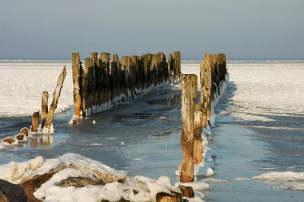 Vieille taupe sur la mer Baltique en hiver — Photo