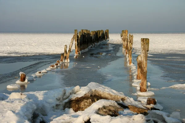 Vieille taupe sur la mer Baltique en hiver — Photo