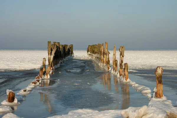 Vieille taupe sur la mer Baltique en hiver — Photo