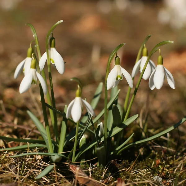 Gotas de neve — Fotografia de Stock