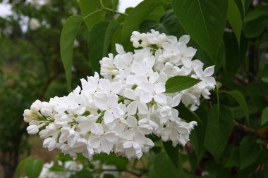 arka plan doğa güzel leylak