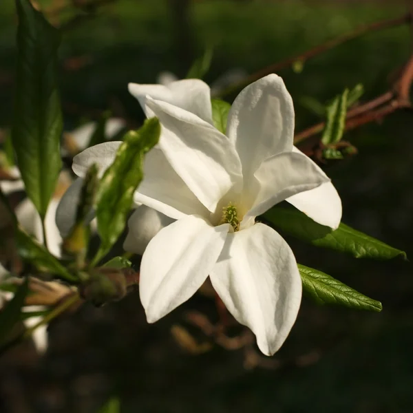 Magnolia fleur — Photo