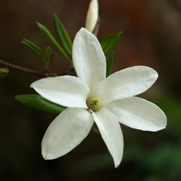 Magnolia fleur — Photo