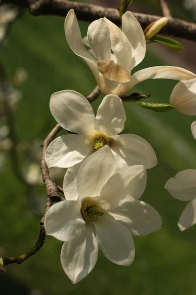 Magnolia fleur — Photo