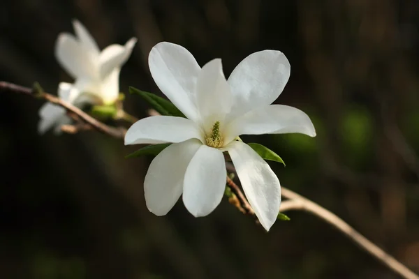 Magnolia fleur — Photo