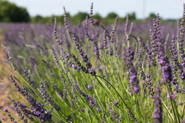 Lavendel på ett fält — Stockfoto