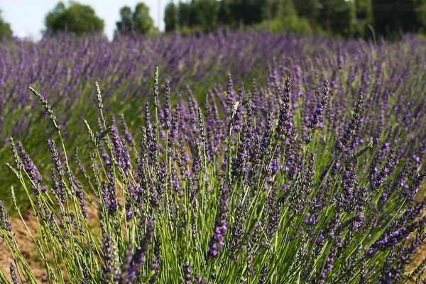Lavendel på ett fält — Stockfoto