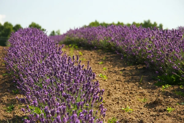 Lavendel auf einem Feld — Stockfoto