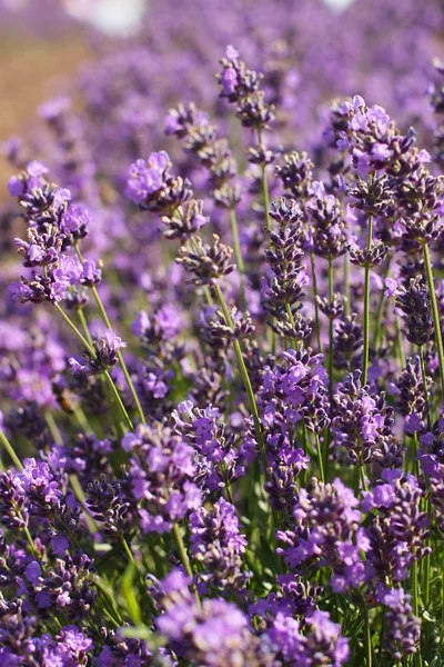 Flores de lavanda — Fotografia de Stock