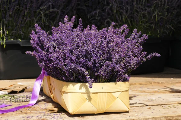 Lavendel blommor — Stockfoto