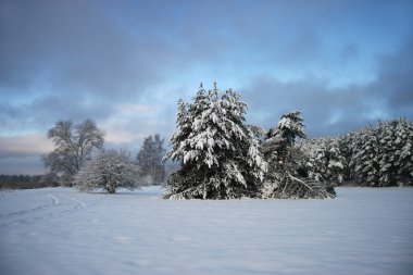 kar kış manzara orman kaplı