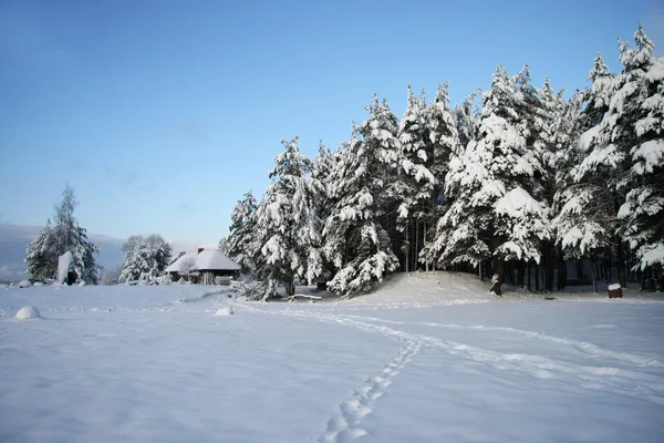 Winter landscape with snow covered forest — Stock Photo, Image