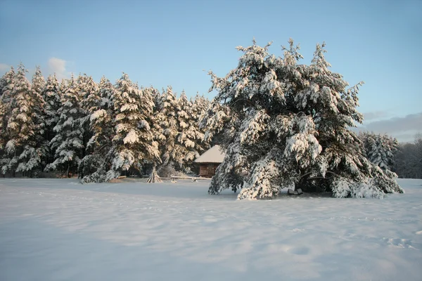 Vinterlandskap med snö täckta skog — Stockfoto