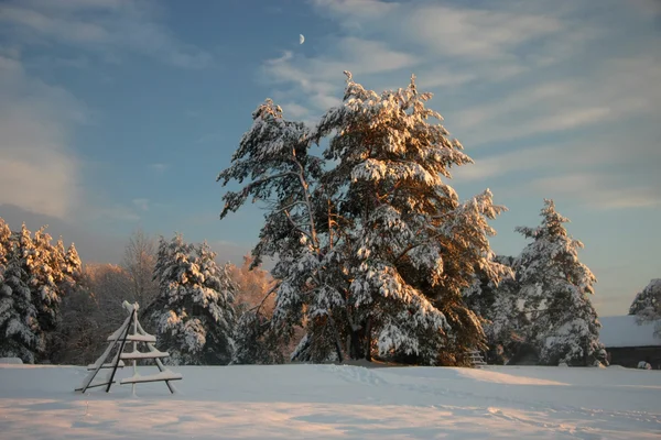 Krajobraz zimy ze śniegiem pokryte lasem — Zdjęcie stockowe