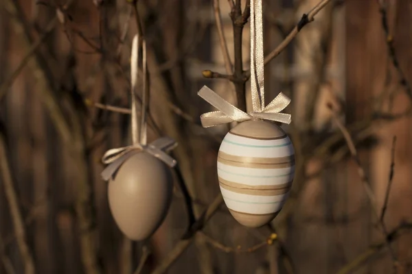 Easter eggs hanging on a branch — Stock Photo, Image