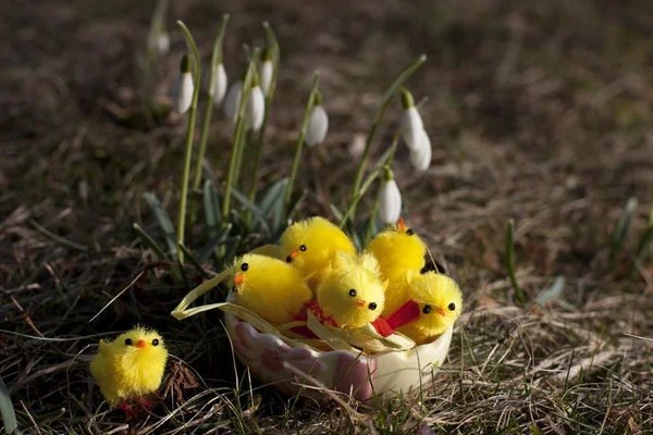 Pollito de Pascua y las gotas de nieve en hierba verde — Foto de Stock