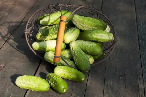 Gurken im Korb ernten — Stockfoto