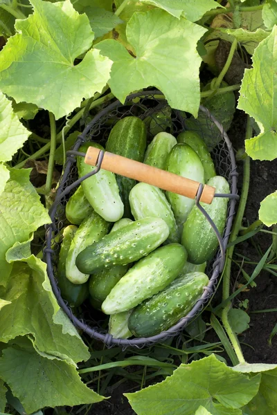 Gurken mit Blättern im Korb — Stockfoto