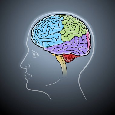 Beynin farklı bölümlerinin renkli görüntüleri