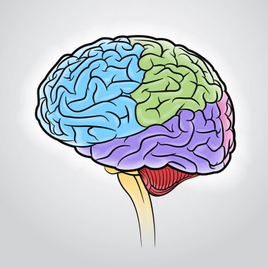 Farklı bölümleri farklı renklerle ayıran beyin darbeleri.