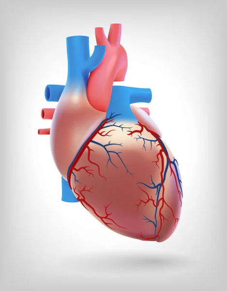 Illustratie Toont Slagaders Van Het Menselijk Hart — Stockvector