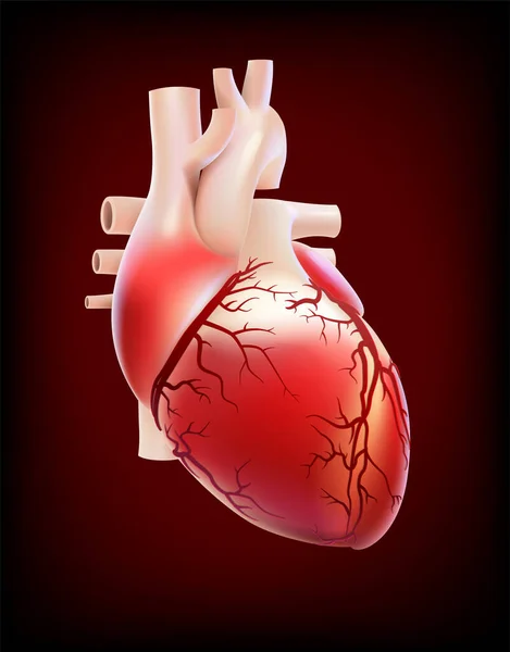 人心脏血管导管的特征描述 — 图库矢量图片