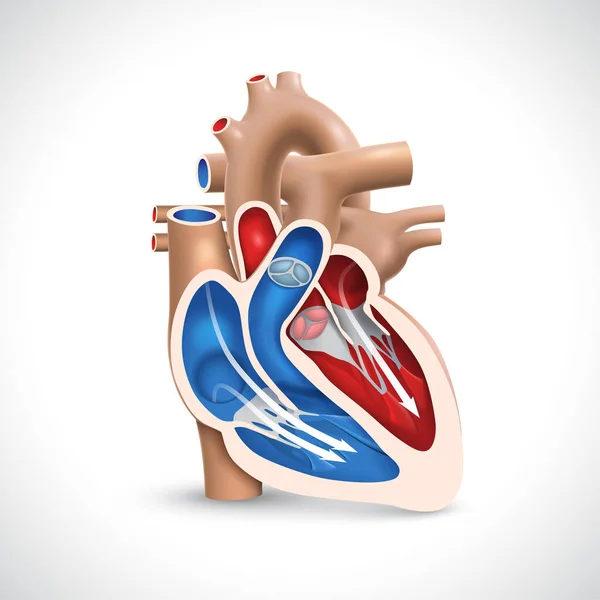 静脈と動脈の血流機能を示すヒト心臓の断面積 — ストックベクタ